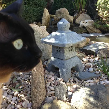 La Pena Del Gato